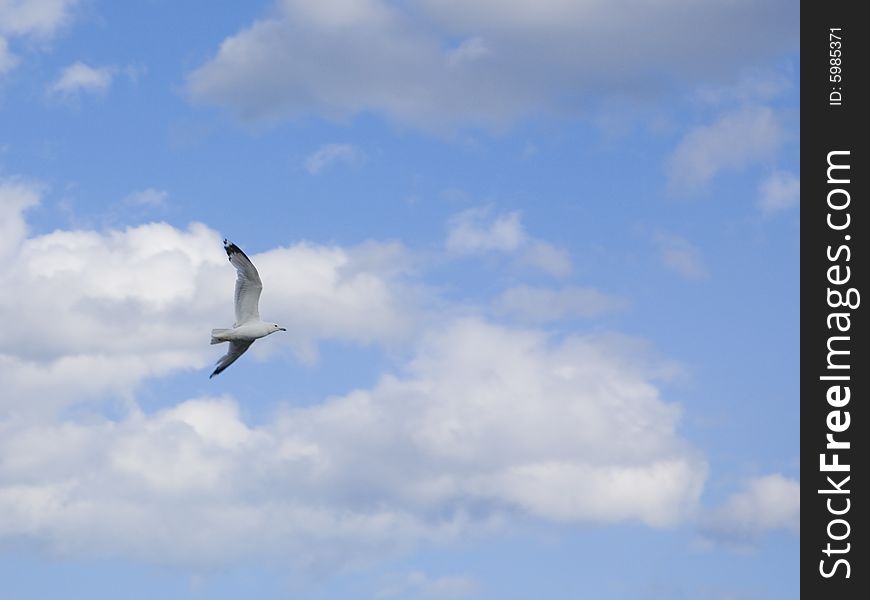 A gull flying into blue sky. A gull flying into blue sky.