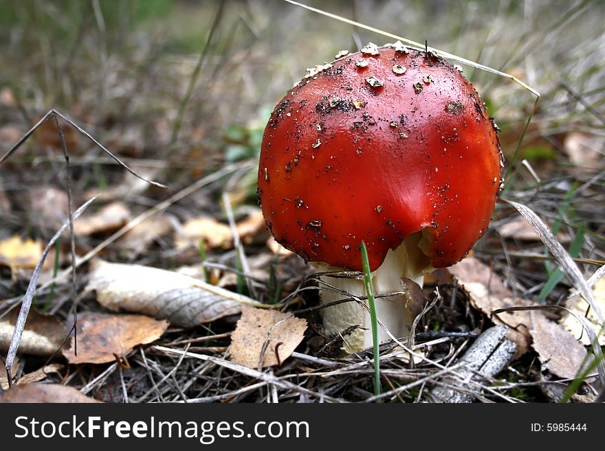 Amanita muscaria grown in the forest