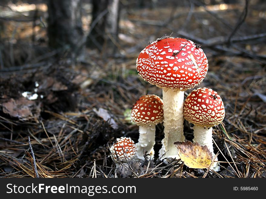 Amanita muscaria grown in the forest