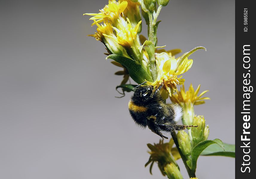 Bumblebee on flower