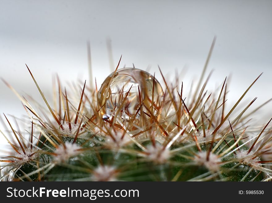 Water drop on cactus