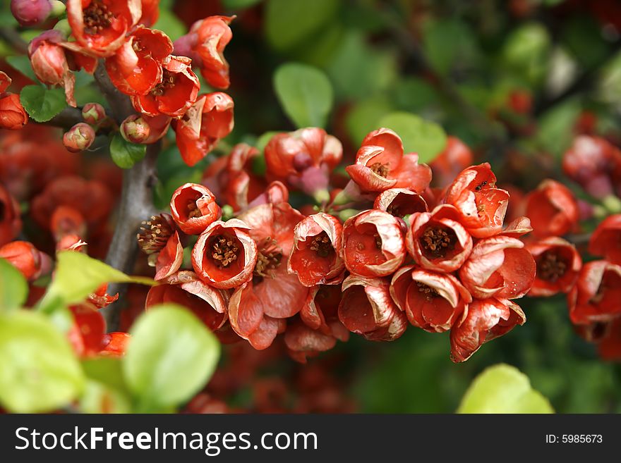 Background of many red flowers with leaves