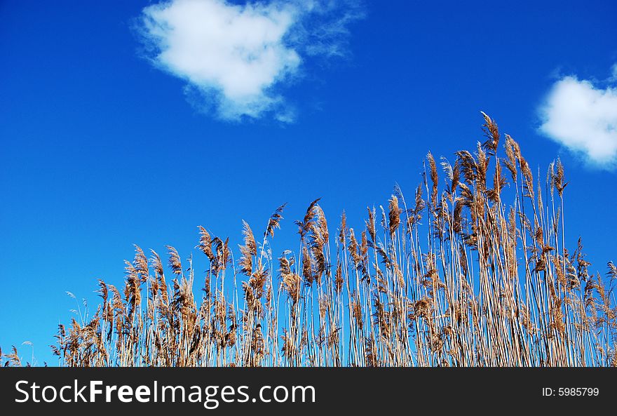Foliage plants against a blue sky with white clouds in the sky. Foliage plants against a blue sky with white clouds in the sky.