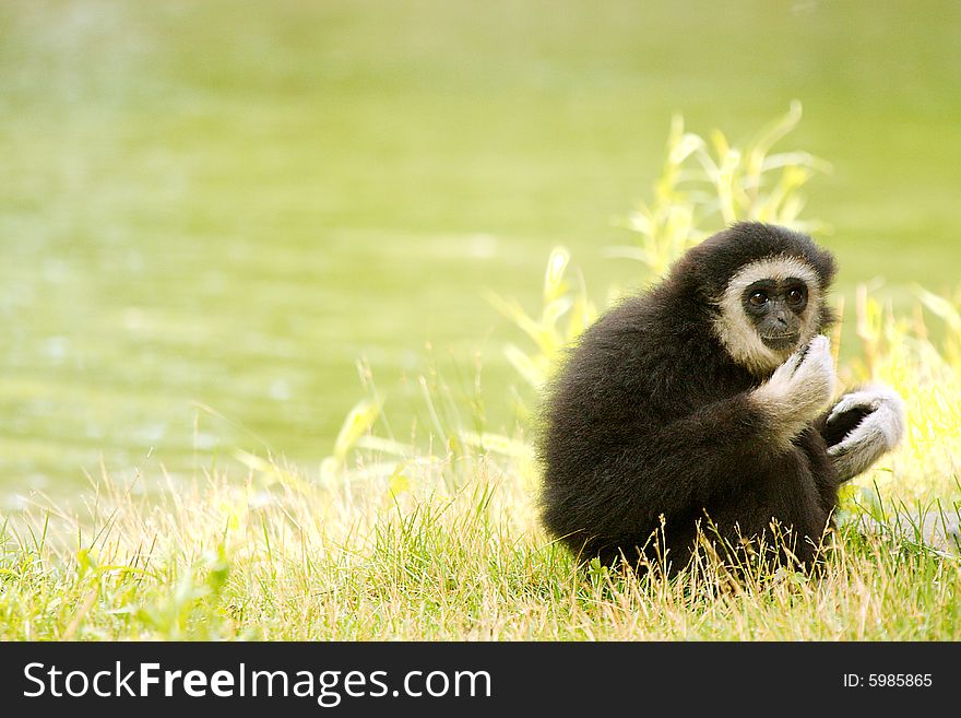 Black monkey sitting staring in to camera