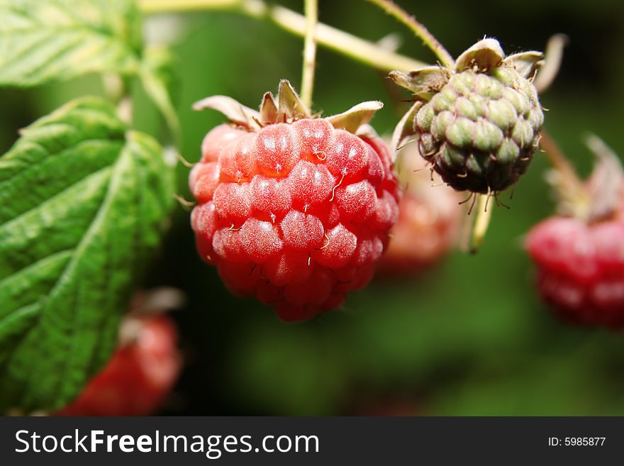 Big fresh raspberry on natural background