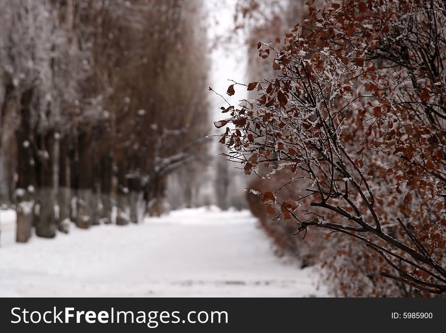 Winter alley with leaves on bushes