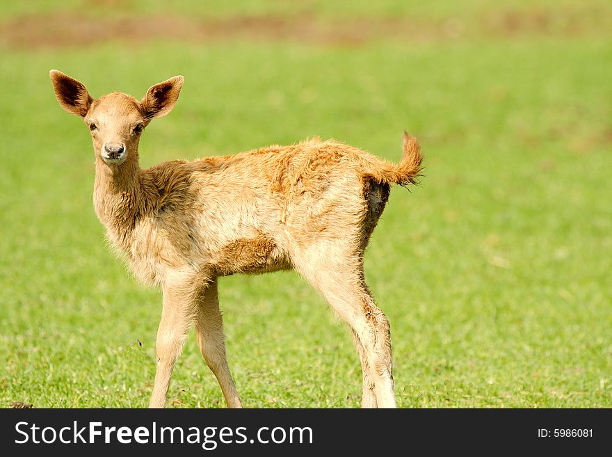 Baby fawn deer in grass. Baby fawn deer in grass