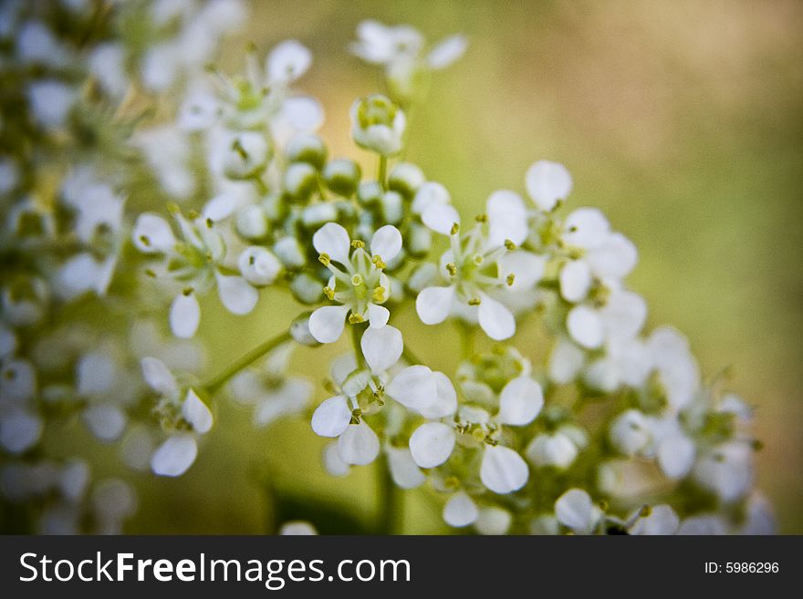 Blossom full of small and white flowers. Blossom full of small and white flowers