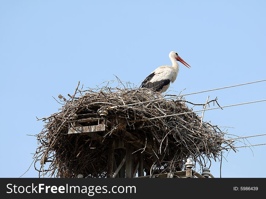 Stork in nest isolated over blue sky. Stork in nest isolated over blue sky