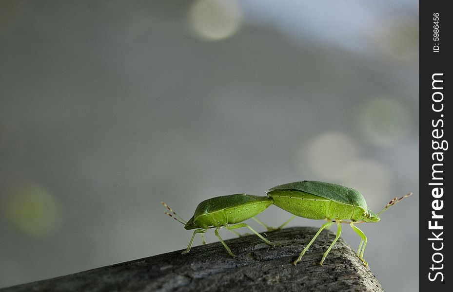 A close up of bedbugs in love.