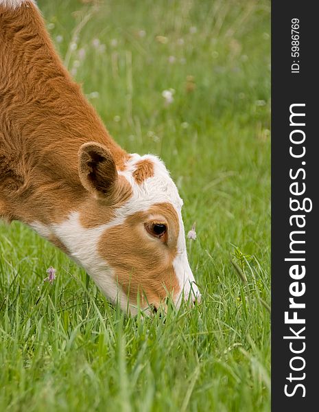 Cow eating fresh grass on the hill