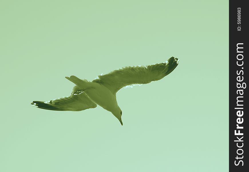 A wonderful image of a seagull flying in the sky. A wonderful image of a seagull flying in the sky