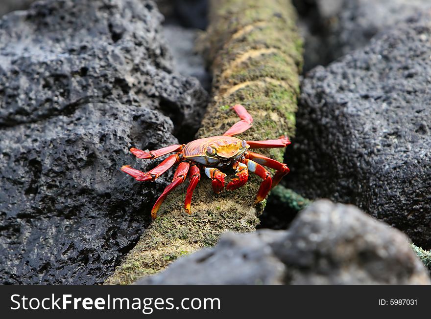 A Sally Lightfoot Crab scurries across a rope on the island of San Cristobal, Ecudaro