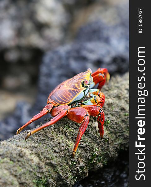 This Sally Lightfoot Crab is walking along a rope on the island of San Cristobal, Ecuador