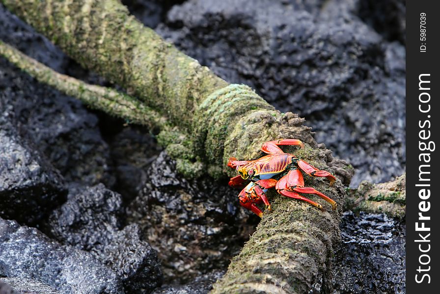 Sally Lightfoot Crab eating of a rope