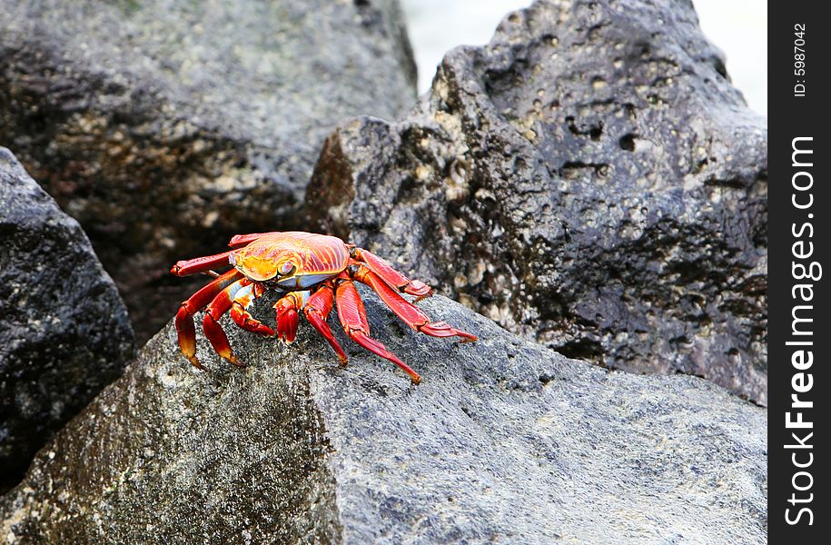 Sally Lightfoot Crab on rocks in the Galapagos Islands