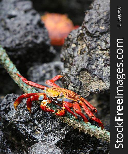 A Sally Lightfoot Crab eating off an old rope, Ecuador