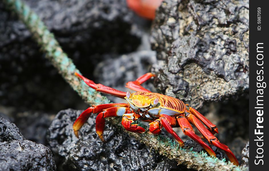 A sally Lightfoot Crab picks food off an old rope. A sally Lightfoot Crab picks food off an old rope