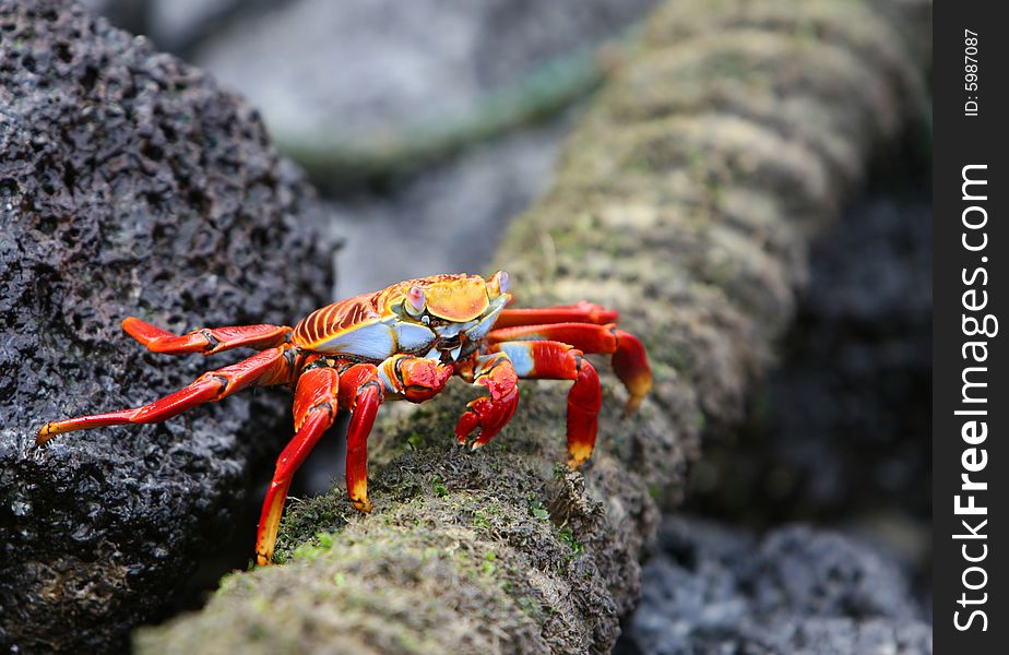 A colorful sally lightfoot crab eats food off a old rope. A colorful sally lightfoot crab eats food off a old rope