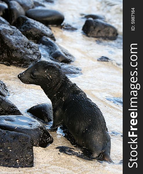 A baby sea lion plays on the beach in the Galapagos Islands