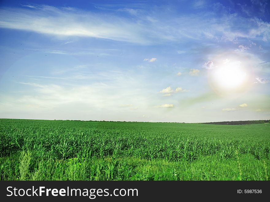 Meadow with green grass and blue sky with clouds and sun. Meadow with green grass and blue sky with clouds and sun