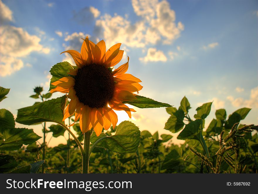 Sunflower under the blue sky with sun and clouds