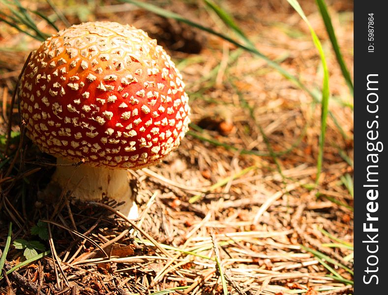 Poisonous mushroom captured in a forest. Poisonous mushroom captured in a forest.