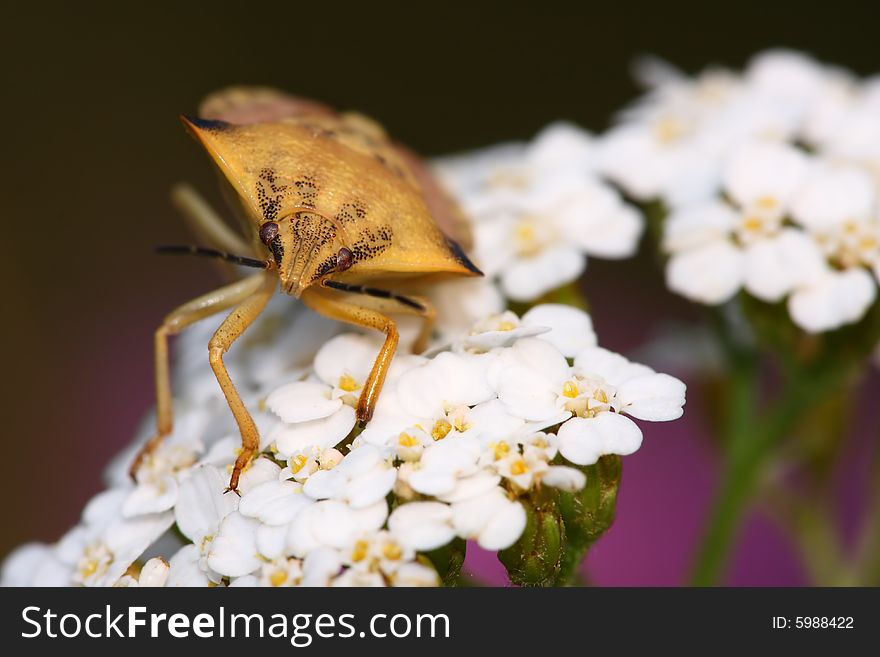 Beautiful bug on the white plant