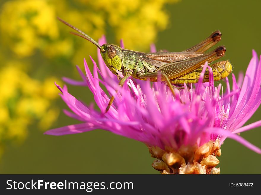 Beautiful grasshopper on the plant