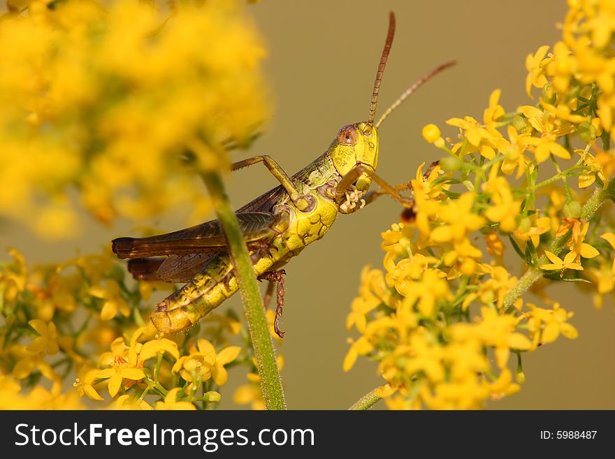 Beautiful grasshopper on the yellow plant