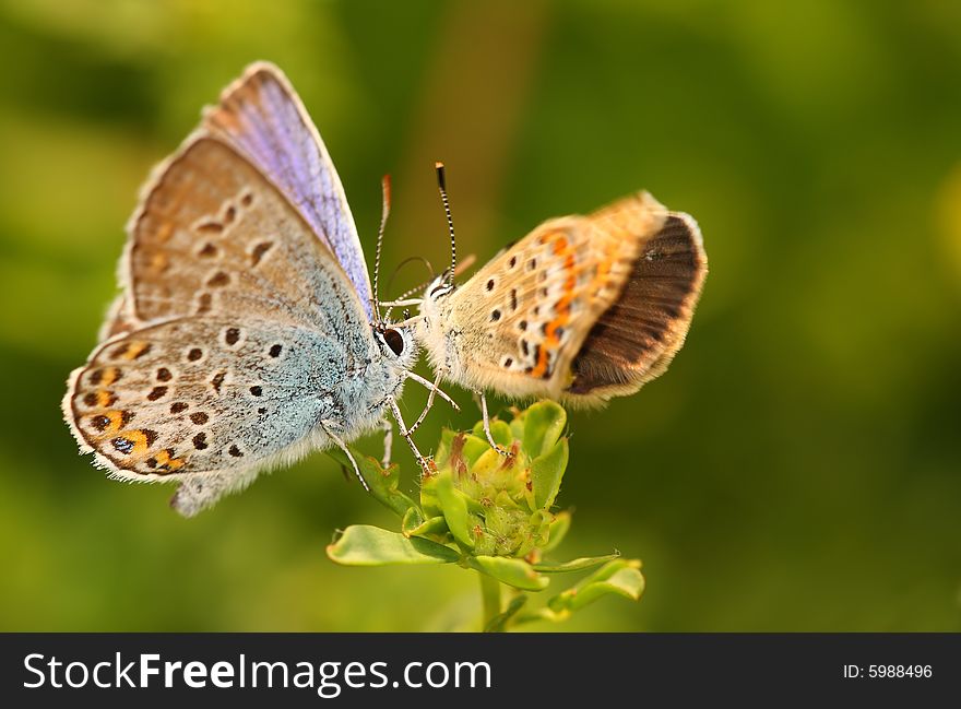 Two beautiful butterfly's on the plant