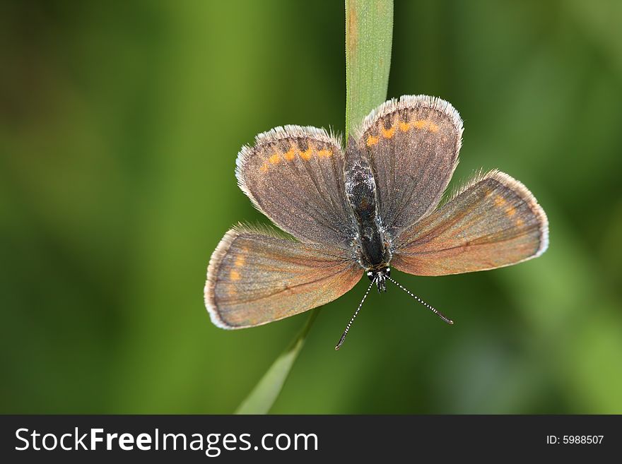 Beautiful butterfly on the green background