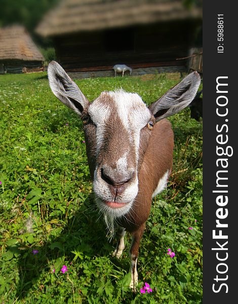 Photo from the farm (goat)