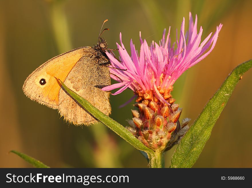 Beautiful butterfly on the plant