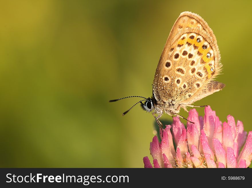 Beautiful butterfly on the green background