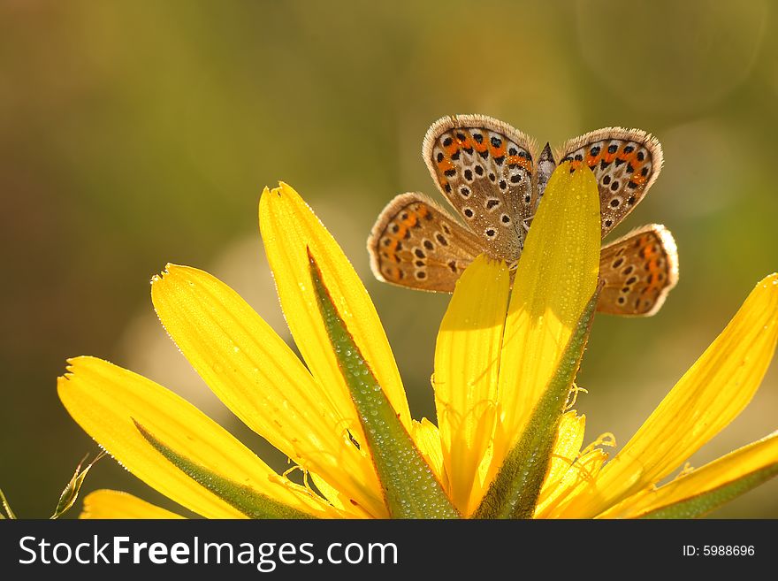 Beutiful butterfly on the yellow plant