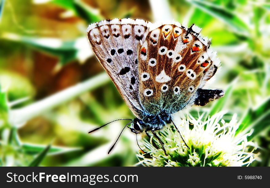 Colorful butterfly siting on a flower. Colorful butterfly siting on a flower