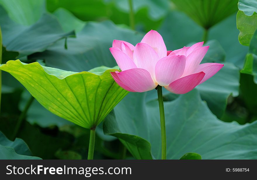 Beautiful lotuses and green leaves in summer