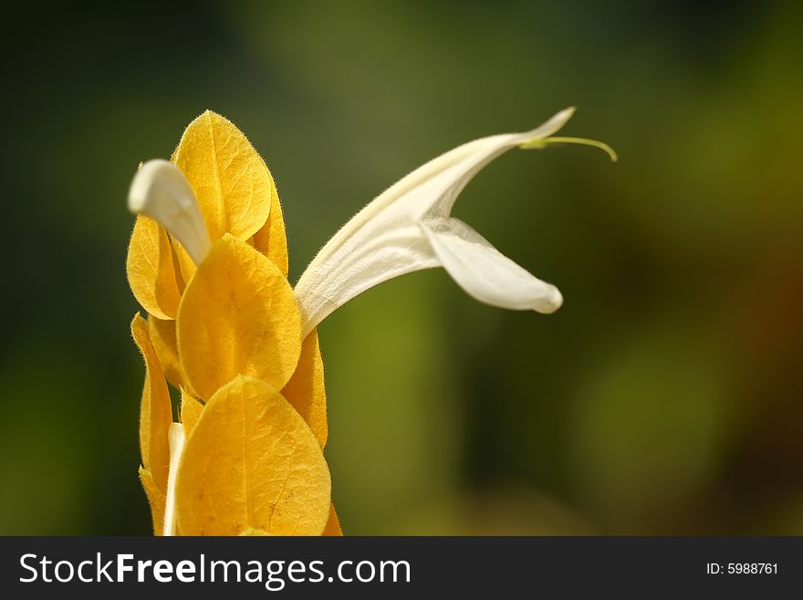 Beautiful flower on the green background