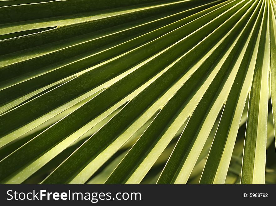 Beutiful detail of green leaf. Beutiful detail of green leaf