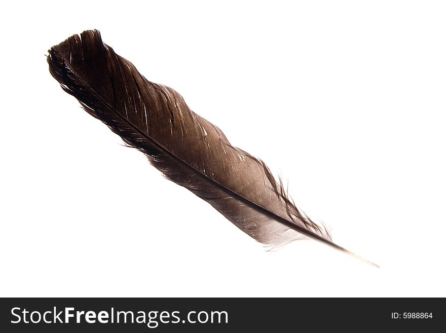 Feather On  Isolated