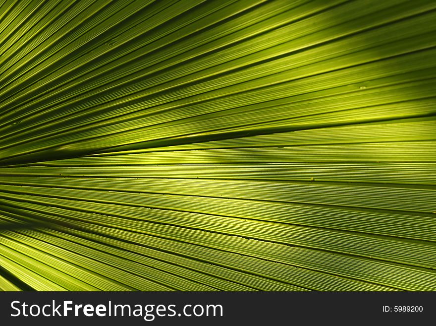 Beutiful detail of green leaf. Beutiful detail of green leaf