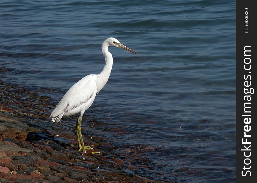 Bird hunting at the sea. Bird hunting at the sea