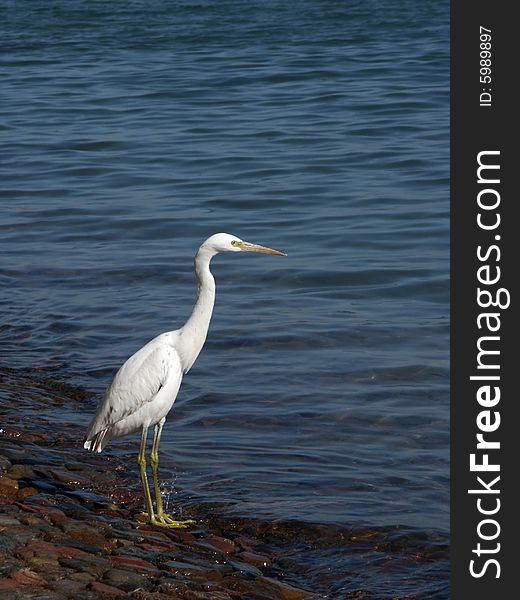 Bird hunting at the sea. Bird hunting at the sea