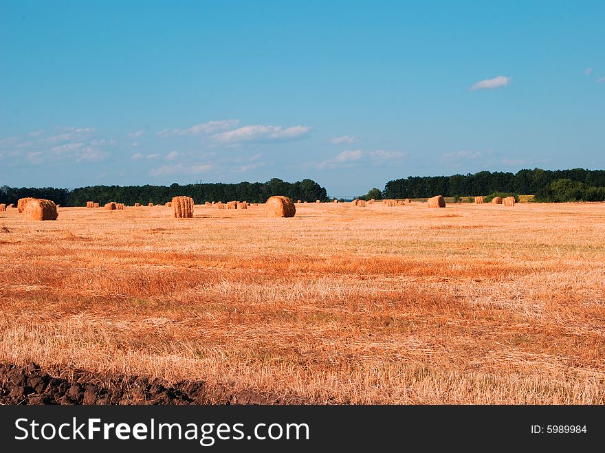 Yellow haycocks in the distance