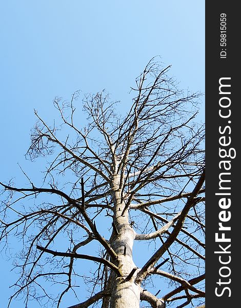 Big dry tree on background of blue sky