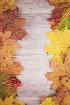 Autumn Maple Leaves Royalty Free Stock Photos Autumn Maple Leaves Royalty Free Stock Photos