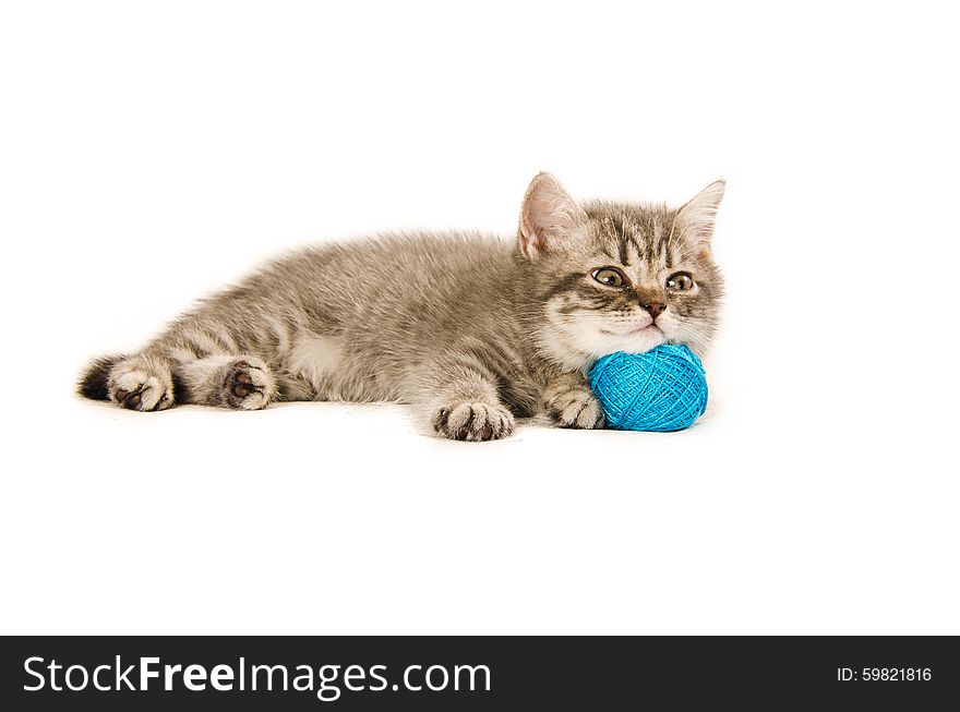 Ð° British kitten funny white, isolated, playing