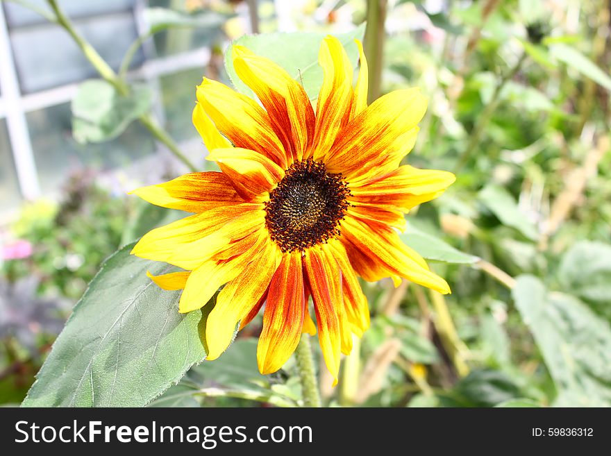 A small Sunflower in the sun.