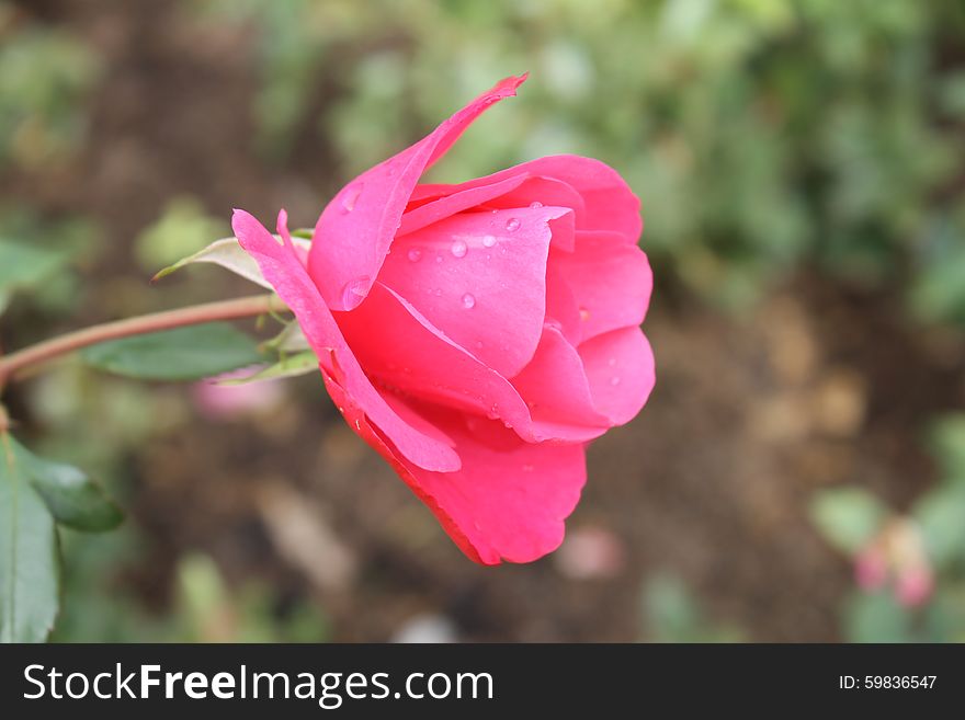 A Small rose with small water droplets and non-focused background. A Small rose with small water droplets and non-focused background.